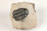 1.5" Detailed Reedops Trilobite - Atchana, Morocco - #204162-5